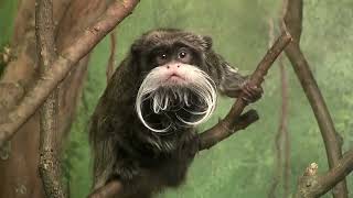 Primate Portfolio Emperor Tamarin [upl. by Nick]