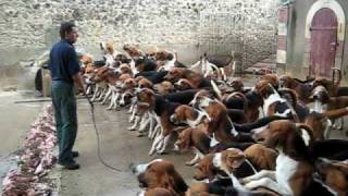 Crazy feeding frenzy with the hounds at Chateau Cheverny [upl. by Inalaeham]