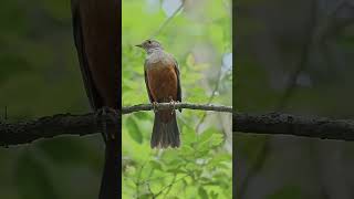 The rufous bellied thrush Turdus rufiventris [upl. by Flem]