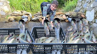 An 18yearold girl used a plastic basket to trap fish and caught 30kg of stream fish to sell [upl. by Rizas]