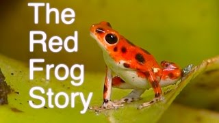 The Red Frog Story  Frog Documentary  Oophaga pumilio  Bastimentos Island Panama [upl. by Ertemed]