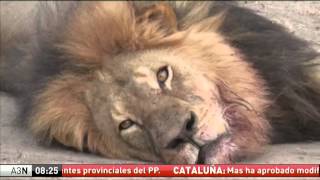 Muere abatido a tiros el león Cecil A3Noticias [upl. by Harberd291]