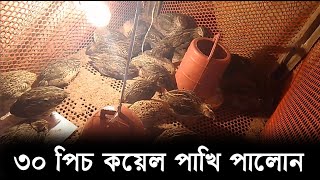 কোয়েল পাখি পালন  খাঁচায় কোয়েল পালন পদ্ধতি  khachi koyel Pakhi palon II koyel Pakhi Rajshahi [upl. by Hsihsa]