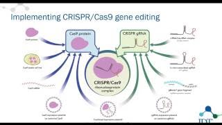 How to improve your CRISPR experiments [upl. by Naitsirt]