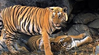 Tiger Cubs Last Moments as a Family  David Attenborough  Tiger  Spy in the Jungle  BBC Earth [upl. by Cherian60]