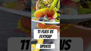 How Many Flies Can a Venus Flytrap Eat  Update [upl. by Iruyas]