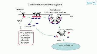 receptormediated endocytosis [upl. by Lednem719]