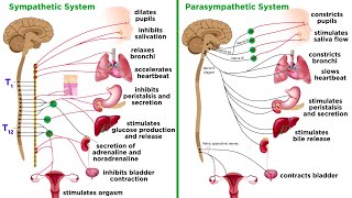 The Autonomic Nervous System Sympathetic and Parasympathetic Divisions [upl. by Cristina]