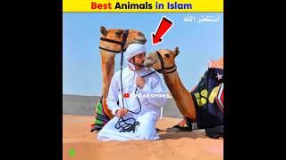 Best Animals in Islam  Arslan Speaks shortsfeed facts amazingfacts arslanspeaks [upl. by Ylliw]