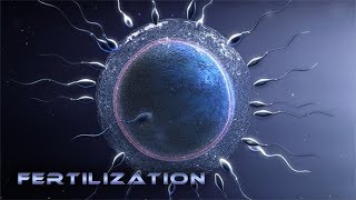 Fertilization HD 2017 [upl. by Strader]