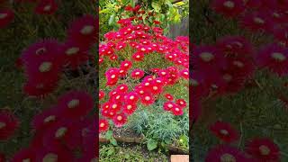 Ice plant in full bloom senda succulents iceplant [upl. by Ennaej67]