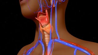 Respiratory System  To Understands Larynx Anatomy and Physiology [upl. by Fernanda]