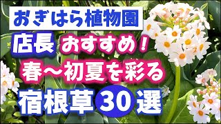 【おぎはら植物園のプロ直伝】春から初夏に咲き誇る！かわいらしさ抜群！店長オススメ宿根草30選を紹介！ガーデニング ！あしかがフラワーパーク・代々木公園・中之条ガーデンズ・Gardening [upl. by Symer129]