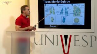 Biologia Geral  Aula 17  Reino Metazoa Lophotrochozoa [upl. by Ardnasxela]