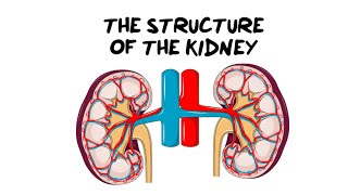 Intro to the Kidney Structure [upl. by Frederic460]