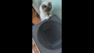 Coway Airmega air purifiers help with pet odor dander fur and more [upl. by Eneliak]