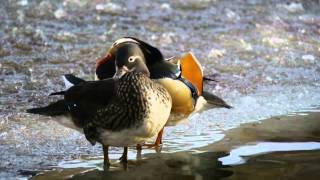 Two Mandarin Ducks Aix galericulata  Zwei Mandarinenten 1 [upl. by Naitsihc]