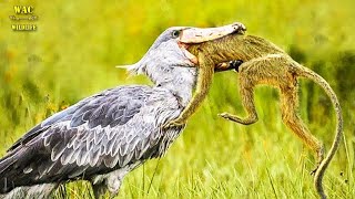 SHOEBILL STORK ─ The Jurassic Master Hunter of The Wetlands Shoebill vs Lungfish [upl. by Naitsirk721]