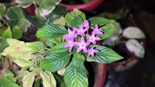 Pentas flower care 🪴 Egyptian Flower plant CareGardening Tips By Aryan [upl. by Eidnalem]