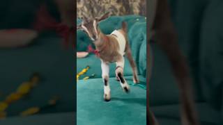 Baby Goat  Dance [upl. by Driscoll]