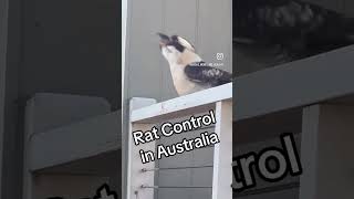 Only in Australia aus australia funny australias memes growth funnymemes funnyimages aussie [upl. by Nelli]