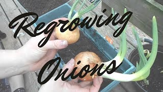 How to Grow Onion with Water [upl. by Knick]