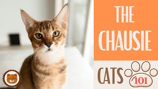 🐱 Cats 101 🐱 CHAUSIE CAT  Top Cat Facts about the CHAUSIE [upl. by Nawuj]