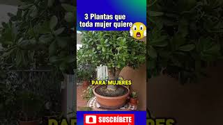 😱¿Por qué las Mujeres quieren estas Plantas sabiasque wow datos datoscuriosos curiosidades [upl. by Annail]