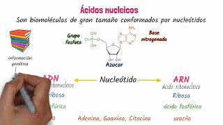 Ácidos nucleicos ADN y ARN [upl. by Wistrup]