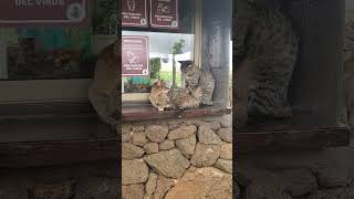 Easter Island Cats [upl. by Enerol]