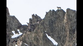 Wild Snow Leopard Hemis National Park Ladakh India [upl. by Nnyleuqaj]