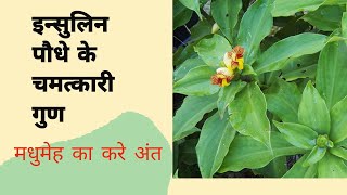 इंसुलिन पौधे Costus igneus के बारे में कुछ अद्भुत तथ्यayurveda medicinalplants knoledge [upl. by Adolpho989]