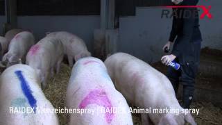 RAIDEX Viehzeichenspray für Rinder und Schweine [upl. by Naejamron]