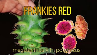 Pitahaya Hibrida Frankies Red en Peru – Megalanthus x Polyrhizus [upl. by Yelserp]