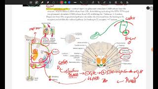 Basal Ganglia amp Cerebral Perfusion  USMLE FIRST AID STEP 1 [upl. by Ahseenat]