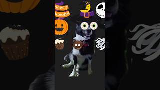 halloween halloween halloweencostume pets doglover halloween2024 trickortreat [upl. by Pippy]