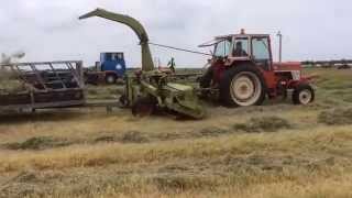 Vinatge Forage Harvesting Demonstration  Cumbria Steam Gathering  IH674 amp Claas Jaguar 40 [upl. by Yalcrab]