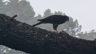 NZ falcon in Wellington Churton Park [upl. by Emoryt]