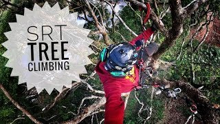 SRT Tree Climbing ivy cut of new training camphor tree [upl. by Launame345]