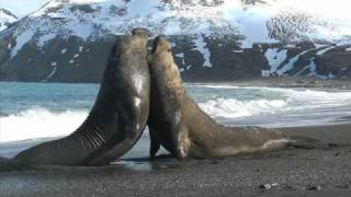 Elephant Seal fight on South Georgia Island [upl. by Bourke]