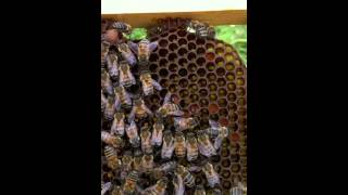 Identifying Queenless Honey Bee Colonies [upl. by Shear]