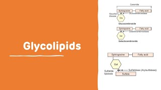 Glycolipids With Examples  Chemistry of Lipid  Glycolipids [upl. by Sivlek]