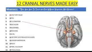 Cranial Nerves [upl. by Suoivatra]