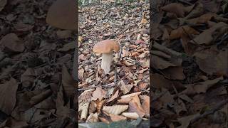 funghiporcini2024 grzyby porcini ceps boletus pilze [upl. by Abernon]