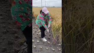 Amazing method of cutting paddy shorts [upl. by Ailad]