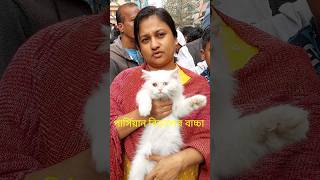 মিরপুর ১ বিড়ালের হাট  Mirpur 1 Biraler Hat  Mirpur 1 Cat Market cat biral pets animals shorts [upl. by Forkey274]