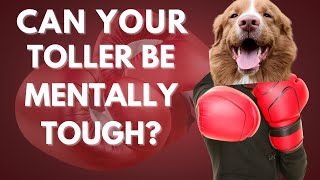 Can You Make Your Nova Scotia Duck Tolling Retriever More Mentally Tough [upl. by Chere903]