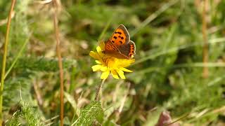 Ravensthorpe Reservoir butterflies and nature in the heart of Northamptonshire [upl. by Graaf]