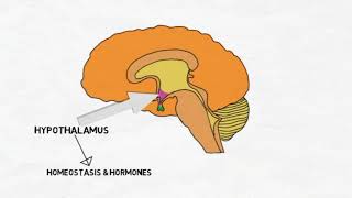 HYPOTHALAMUS  NEUROANATOMY amp NEUROPHYSIOLOGY  NUCLEI AND FUNCTIONS  AFFERENTS amp EFFERENTS [upl. by Nyliac]