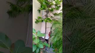 Araucaria plant  20 years plant  Indoor plants  Easy care  Green Garden 🏡 [upl. by Radu442]